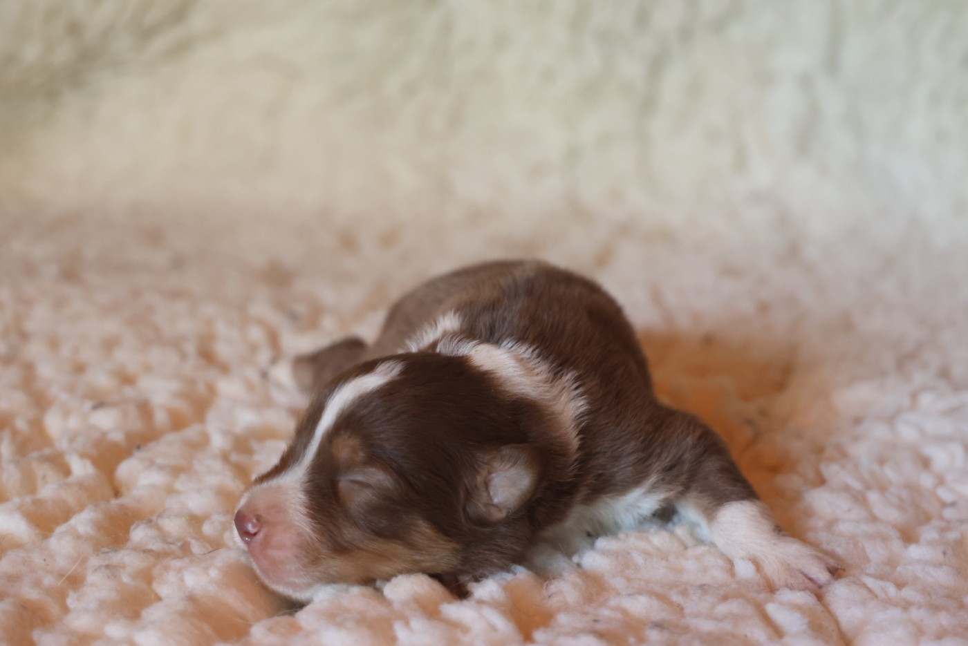 des Rivages du Lemboulas - Chiots disponibles - Berger Australien