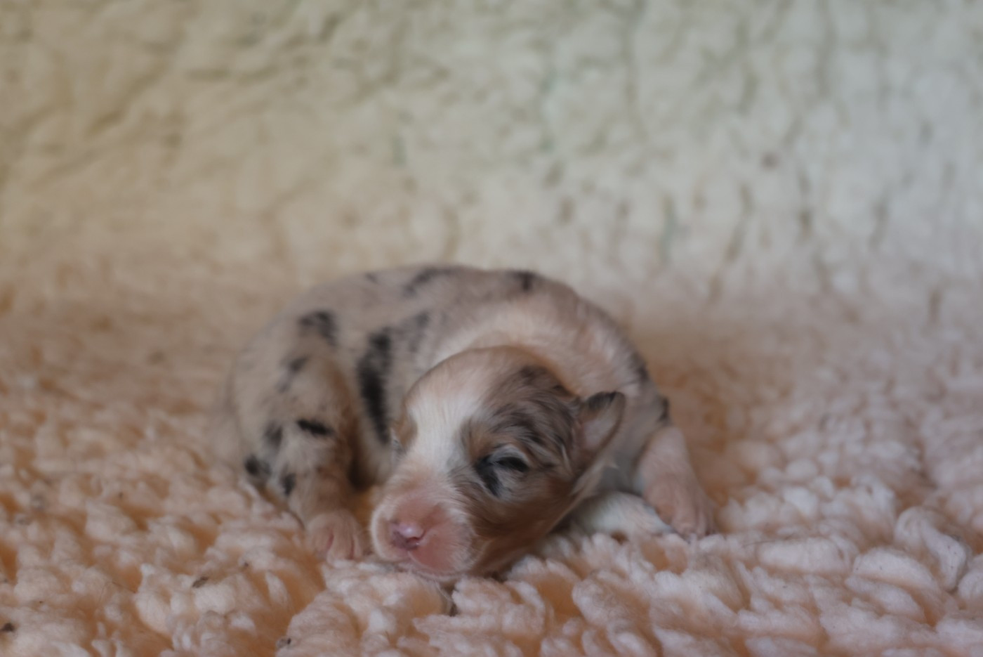 des Rivages du Lemboulas - Chiots disponibles - Berger Australien
