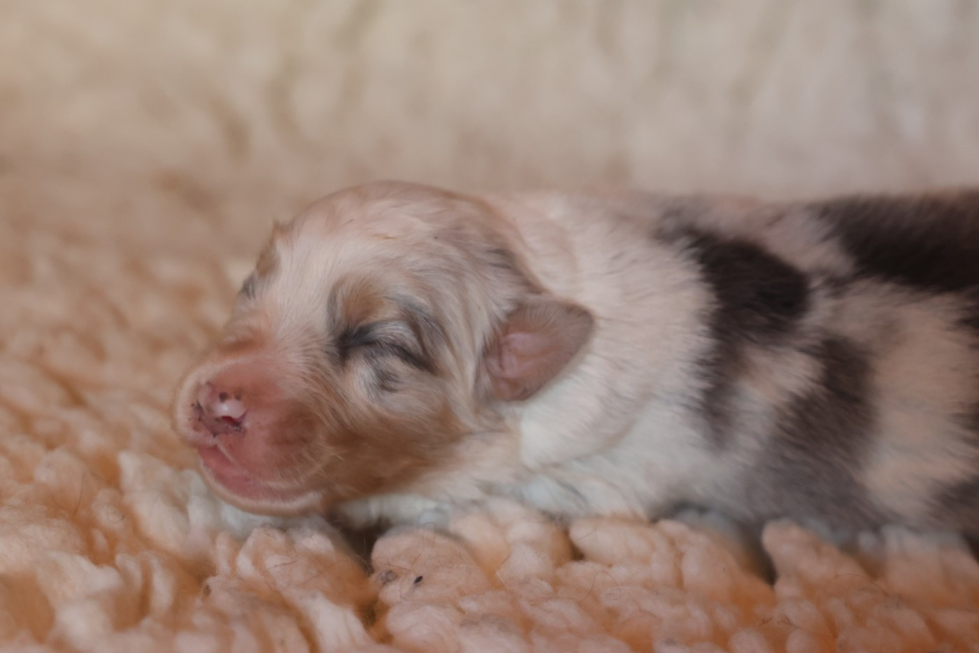 des Rivages du Lemboulas - Chiots disponibles - Berger Australien