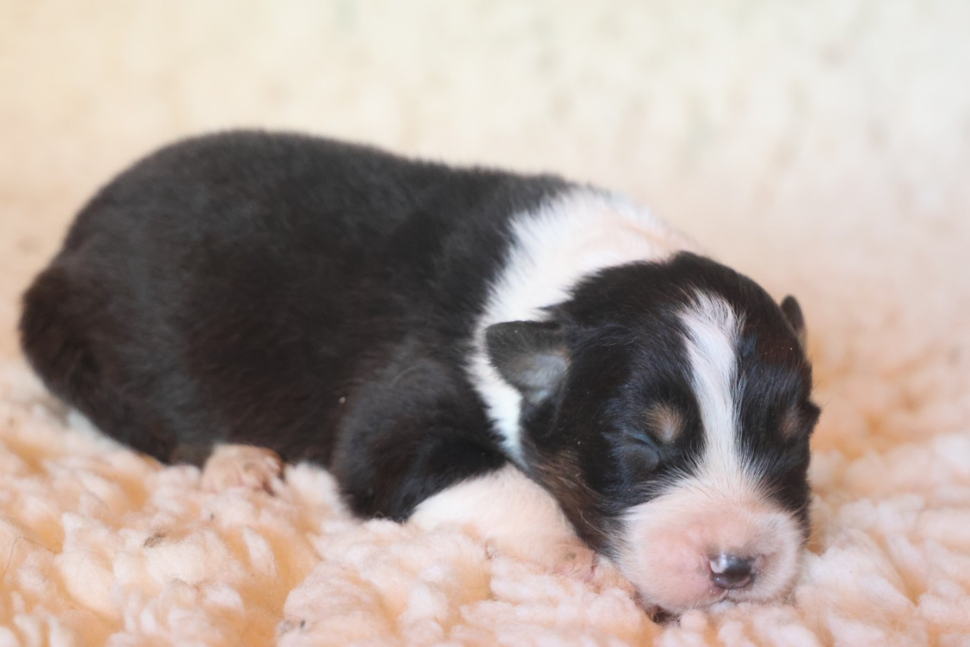 des Rivages du Lemboulas - Chiots disponibles - Berger Australien