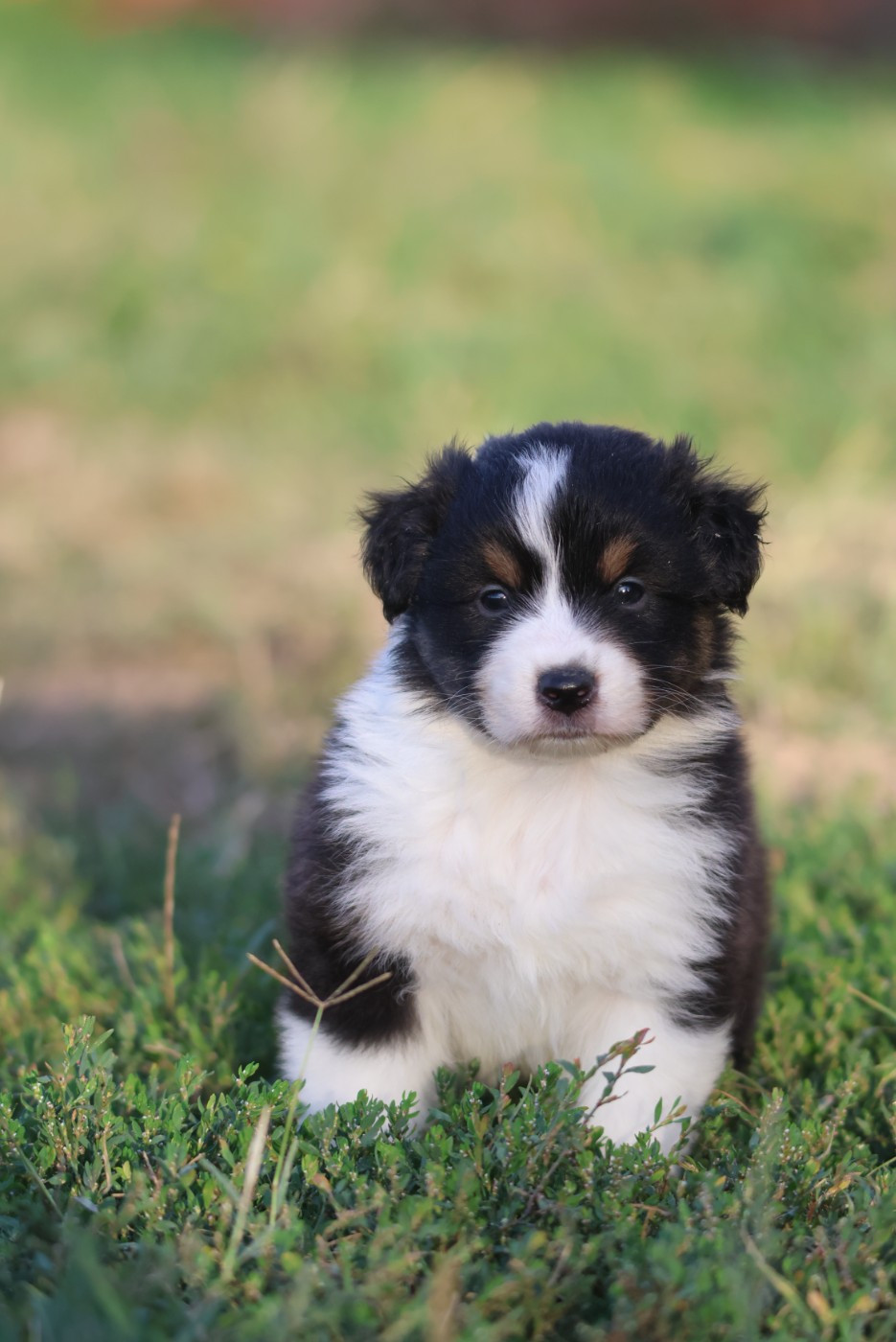 des Rivages du Lemboulas - Chiots disponibles - Berger Australien
