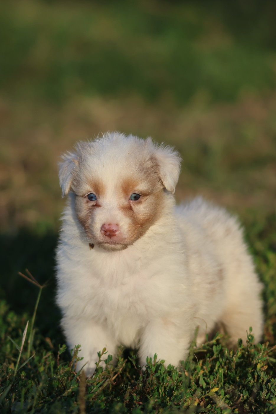 des Rivages du Lemboulas - Chiots disponibles - Berger Australien