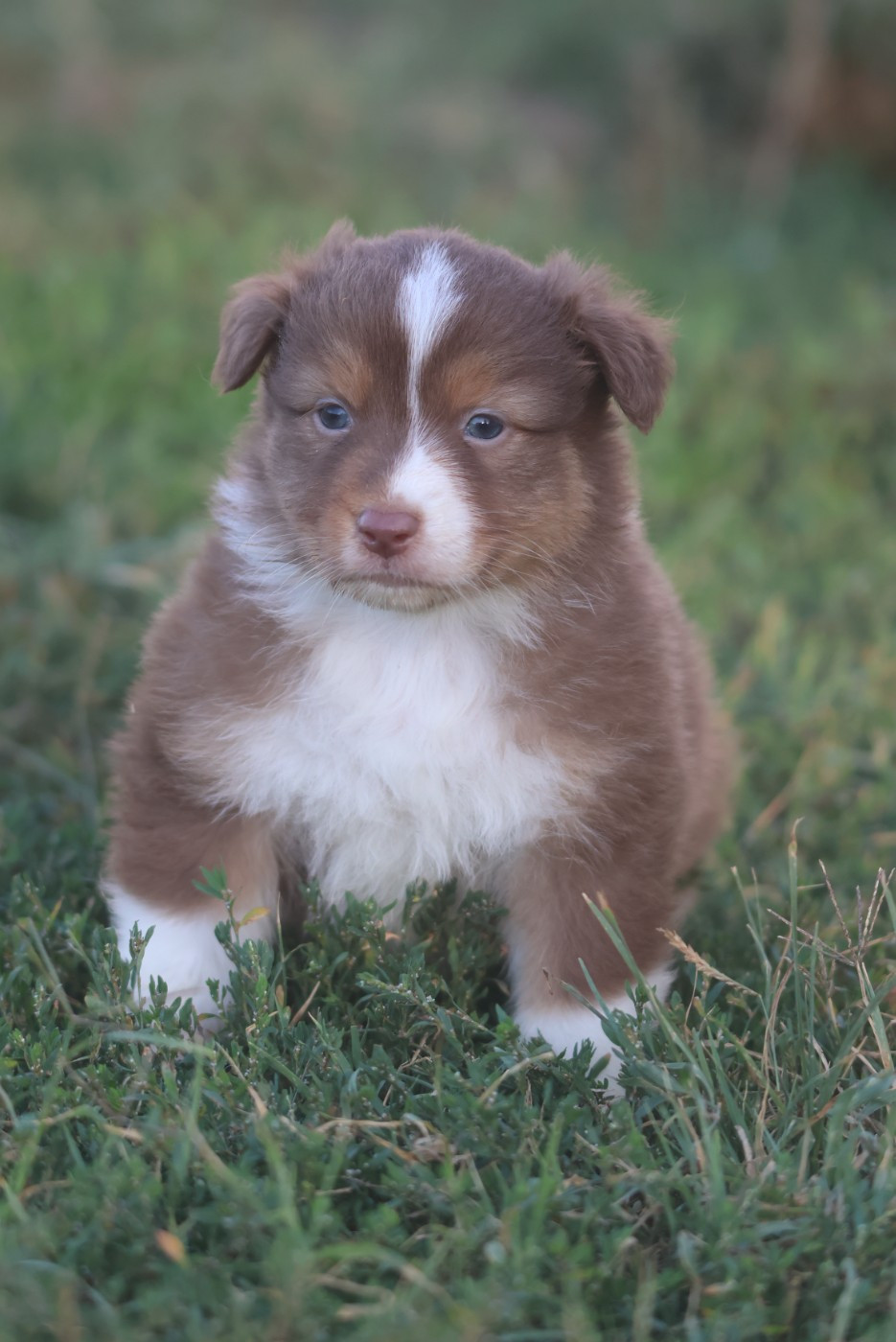 des Rivages du Lemboulas - Chiots disponibles - Berger Australien