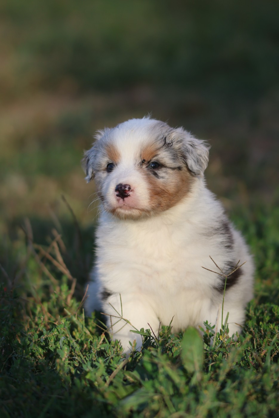 des Rivages du Lemboulas - Chiots disponibles - Berger Australien