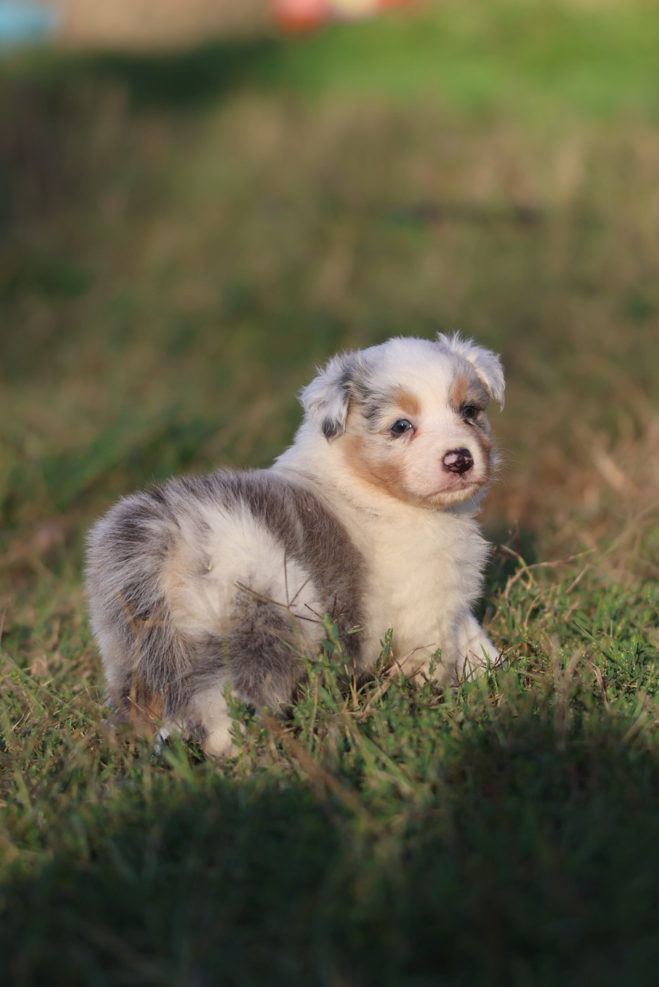 des Rivages du Lemboulas - Chiots disponibles - Berger Australien