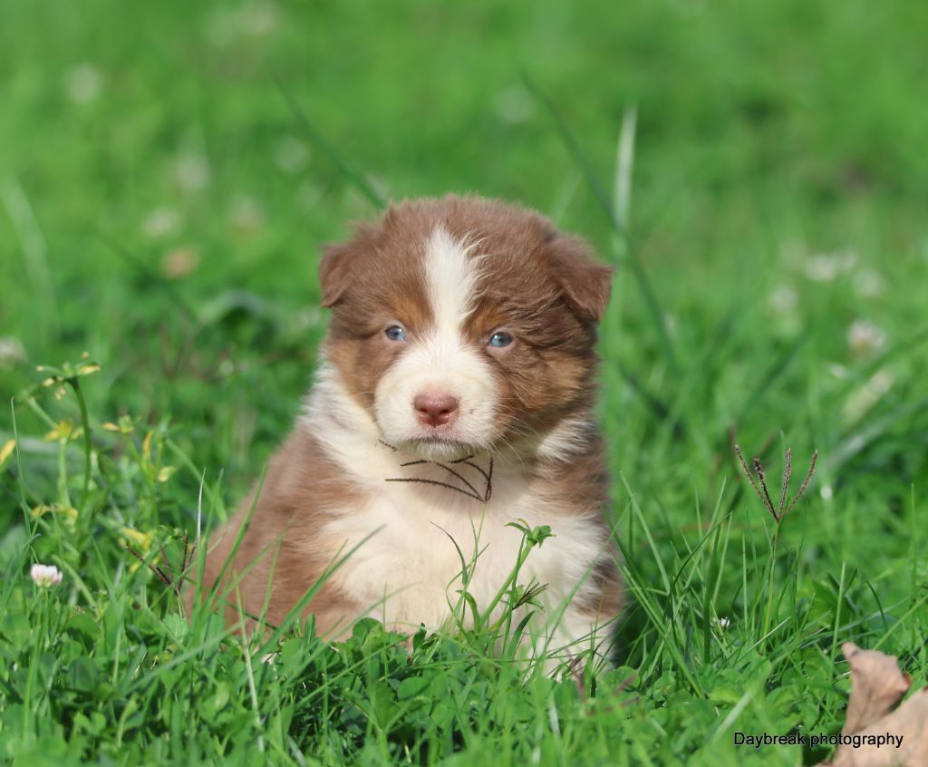 des Rivages du Lemboulas - Chiots disponibles - Berger Australien