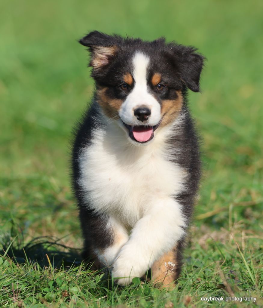 des Rivages du Lemboulas - Berger Australien - Portée née le 10/08/2025