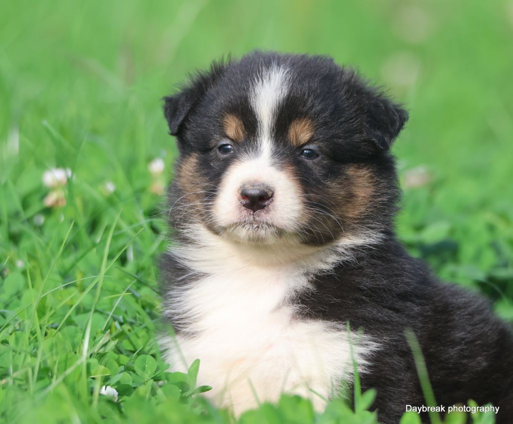 des Rivages du Lemboulas - Chiots disponibles - Berger Australien
