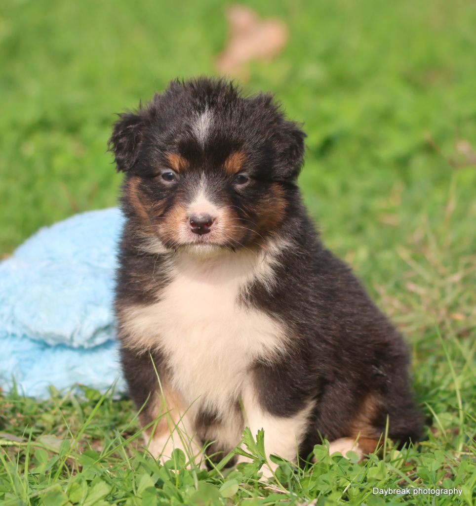 des Rivages du Lemboulas - Chiots disponibles - Berger Australien
