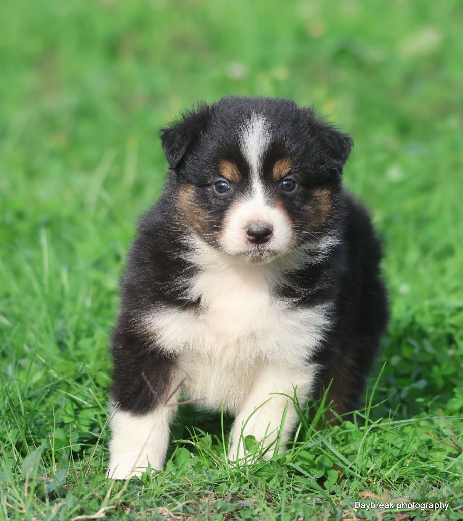 des Rivages du Lemboulas - Chiots disponibles - Berger Australien