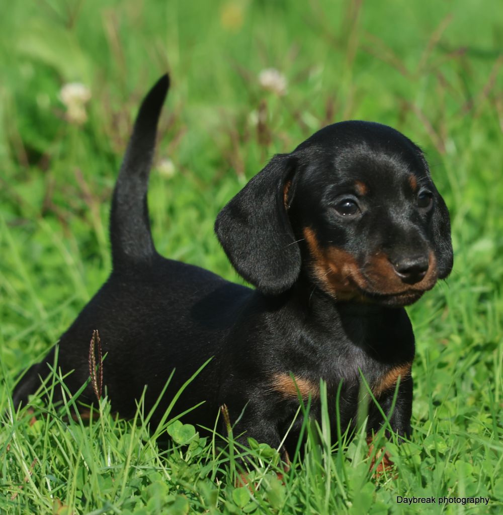 des Rivages du Lemboulas - Teckel poil ras - Portée née le 09/08/2025